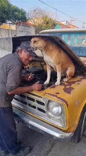 22 reactions | My assistant is a genius, but he won't accept payment in croquettes. 梁#mechaniclife #dogmechanic #doglife #Firulais #perrosgraciosos #CarMechanic #mecanicoautomotriz | One Capsule US | Facebook