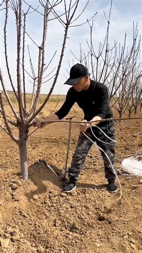 Pruning Cherry Trees for Bigger Harvests 🍒 #satisfying #pruning #shorts