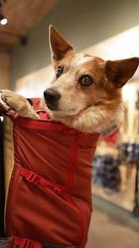 How to fit, adjust, and use the Hitch Hiker Dog Backpack Carrier 🎒