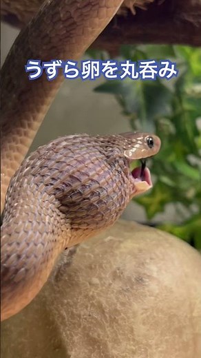 卵を丸呑み！卵しか食べないヘビ#アフリカタマゴヘビ