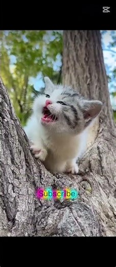 Cat Calling Me From The Tree 🌳😻 | Real “Meow Meow” Sound #shorts #catshort