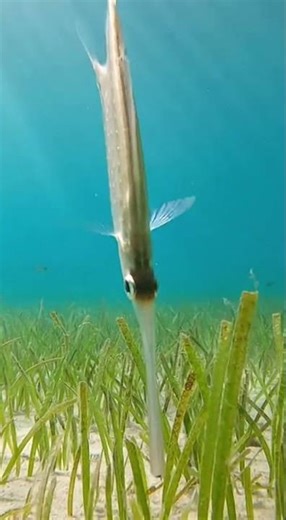 Swimming steadily through open water, the spiny dogfish navigates the ocean with small