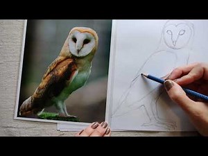 How to draw an owl 🦉