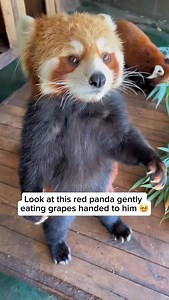 2.9M views · 8.1K reactions | Red pandas are small, tree-dwelling...