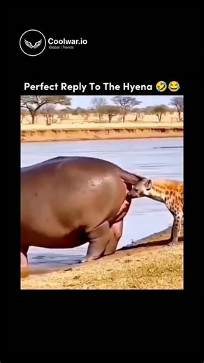coolwar.io on Instagram: "This video is a short, humorous clip titled "PERFECT Reply To The Hyena 😂🤣" that features a dramatic interaction between a hippopotamus and a hyena. ​📝 Video Description ​0:00 - 0:02: The clip opens on a large hippopotamus standing at the edge of the water (possibly a river or watering hole). A hyena is standing right behind the hippo, and appears to be sniffing or attempting to bite the hippo's rear end. The hippo's small tail is twitching. ​0:02 - 0:03: The hippo f