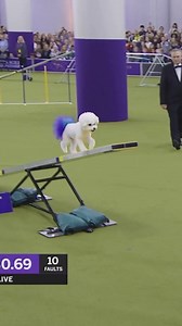 All that agility and not a hair out of place! Olive the Bichon Frise proving athleticism and style can go paw in paw. | Bichon Frise Club
