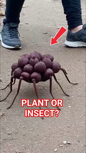 Is This a Plant or an Insect? 😱 (Unbelievable Discovery)#Creepy #Insect #Shorts