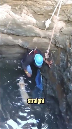 Dog Trapped in a Freezing Well… Saved by Pure Human Kindness