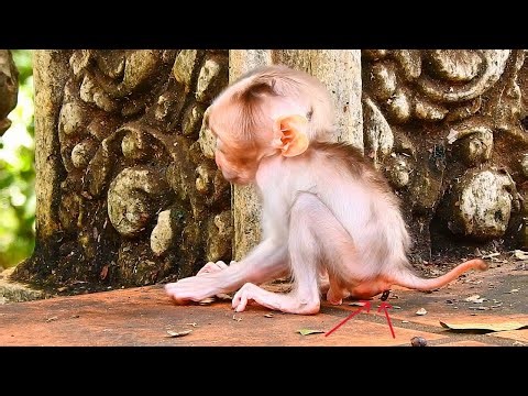 🔴Live: Diarrhea Skinny Newborn Baby While Mother Leaching Baby Walking