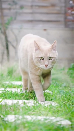 Kedi Çağırma Sesi 🐱 | Cat Calling Sound 🔊 #catcallingsound #cat #kedicagirmasesi #catshorts #kedi