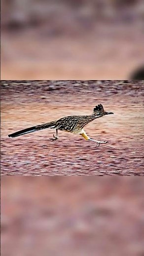 California Road Runner. The fastest runner of all flying birds
