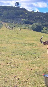 Die wind waai omtrent op die plaas vandag, maar "Room Service" sal daar gegee word. Baas van die plaas, Bertie Bertzzz dink hy is 'n Blesbok!! Pa se Boesman!!🩵 | Werner Heyns