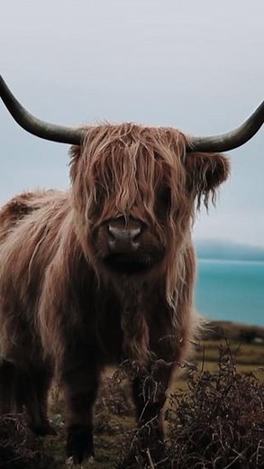 "There’s a lot of energy here - and it’s good energy." ⚡🏴󠁧󠁢󠁳󠁣󠁴󠁿 Scotland is more than stunning landscapes - it is a community built on kindness, creativity, and innovation💙 In our latest films produced by BBC StoryWorks we celebrate the incredible people who make Scotland the dynamic, welcoming place we call home. #Scotland #BBCStoryWorks | Scotland is Now