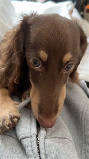 構ってほしくて飼い主を起こしに来る子犬【ダックスフンド】 #ダックスフンド #いぬのいる生活 #puppy #癒し #かわいい #dachshund