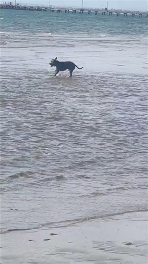 Good morning from Miles! ☀️🐶