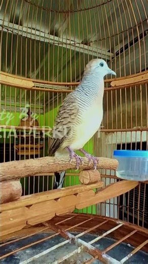 Zebra Dove Calls – Calming Bird Relaxing 09 | #birds #birdsounds #birdsong #animals