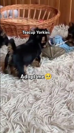 TEACUP YORKIES 😍🥺 adopt me. #pets #puppy #yorkies