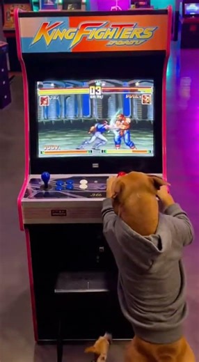 dogs playing videogames in arcade machine