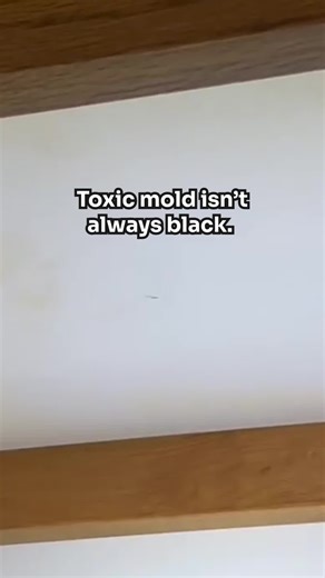 Toxic mold isn’t always black! ㅤ Mold can actually be way more colorful than you think. 🌈 ㅤ While black mold is indeed concerning, remember that white, orange, green, blue, and more colors can also be toxic 🚫 ㅤ How toxic? ㅤ Testing your space is the key to knowing. ㅤ YesWeInspect.com ㅤ #mold #moldtoxicity #moldtoxicityawareness #blackmold #toxicmold #mildew #moldillnesssucks #healingfrommold #invisibleillness #invisibleillnessawareness #chronicillness #chronicillnessawareness #moldcolor #indoo