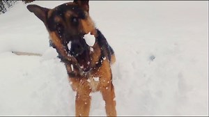 2K views · 70 reactions | Here's what we got up to on the snow days! It is quite a long video, so take some time and enjoy our dogs (and cats) having fun in the white stuff. | Bath Cats and Dogs Home | Facebook