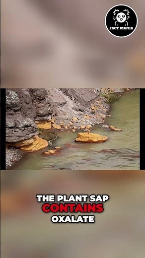 Ancient Chemists & The Mystery of Inca Stone Walls #ancient #incacivilization #ancientcivilizations