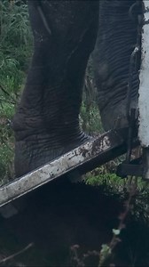 PloyThong, an elephant who was blinded, worked as diligently as any other elephant in the logging and trekking industries despite her condition. In 2018, she was rescued from a riding camp in Pattaya, Thailand. At Elephant Nature Park, PloyThong experienced various challenges and formed potential friendships. Over time, she developed a profound bond with Chana and Kabu, becoming the senior nanny of a growing family. She dotes on Chana, providing her with constant, unwavering support. As of 2024,