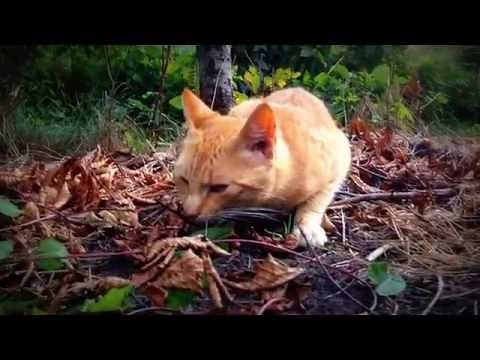 Warrior Cats Firestar's Death