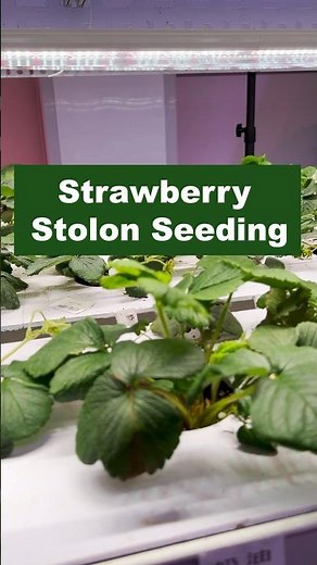 How to Propagate Strawberry Plants from Stolons?