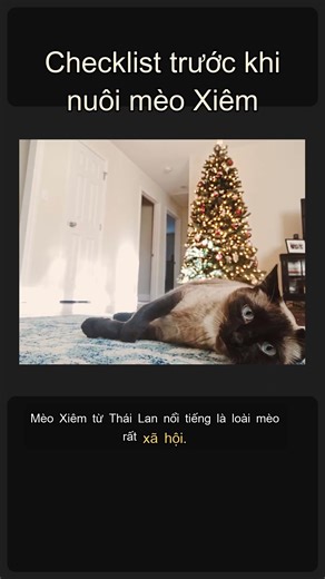 📝 Checklist trước khi nuôi mèo Xiêm 🐱 #Shorts