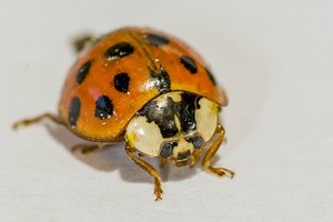 Orange Ladybugs: What They Really Are and Why They Are a Threat
