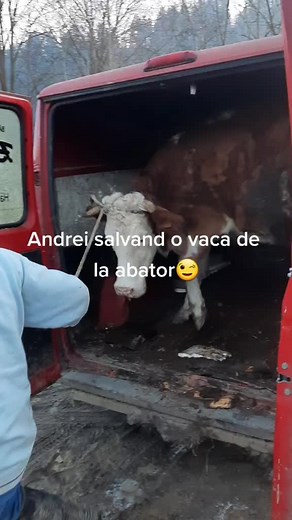 _alexandru_morariu (@_alexandru_morariu)’s videos with LUPII (Au Au Au) - Costel Biju & Iuly Neamtu & Manele Mentolate