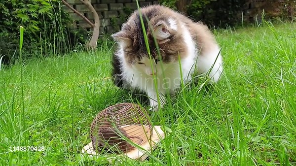 Mausefallen Sie mit einer Maus und einer Katze Filmmaterial - Video