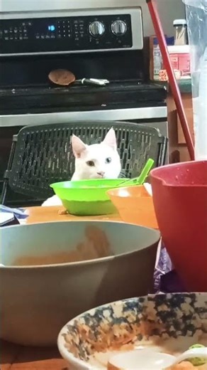 SpongeBob dinner but my cat is SpongeBob