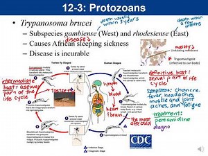 Lab 12-3: Protozoan Video Part 2