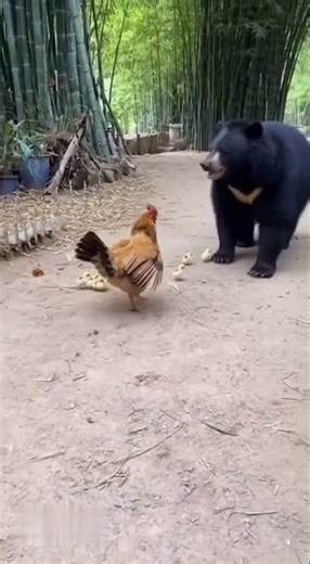 Village Yard Cam – Hen Chases Off Bear Approaching Her Babies