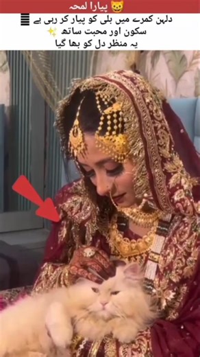 Bride with Cute Cat 😻 | Adorable Wedding Room Moment#viral #new #shorts