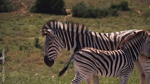 Mother and baby zebra stand opposite directions and close together