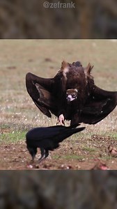 962K views · 26K reactions | Watch the new True Facts episode at: https://www.youtube.com/watch?v=tEv23nApEog | True Facts | Facebook