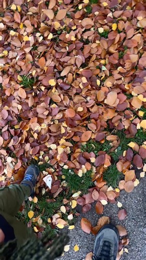 One of my all time favourite things to do in autumn 🍂 And now I get to do it with my son 😍 reign. 👞 👞 #alltheleavesarebrown #kicking #leaves #mamasandpapas #songs #son #father #reign #walk #park #freshair | Shayne Ward