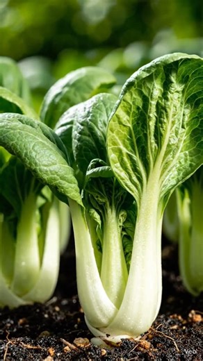 Pak Choy Harvest & Freshness 🥬✨ | Clean & Ready to Eat