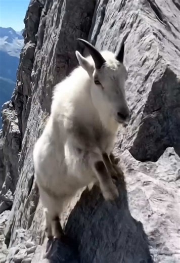 Mountain Goats: Nature's Ultimate Rock Climbers