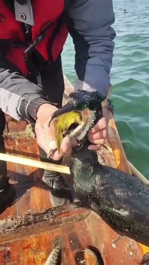 Unbelievable fish hunting capacity for a cormorant bird.#birdfishing #lake