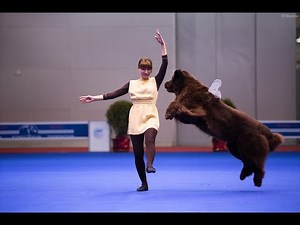 Танцы с собаками "Евразия 2014". Dog Dancing. Canine Freestyle.