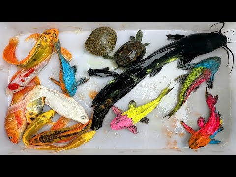 Kem Chanel lái công nông bắt cá trong cốc nước màu sắc có cá chép, cá trê, cá koi, axolotl, cá molly