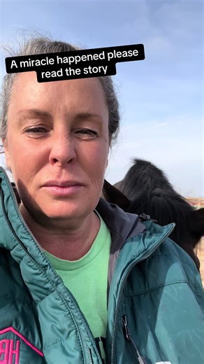 The very first day I arrived here, in the very first pen, I made my way around everyone in that pen. And I was chosen. I was chosen by a horse who wouldn’t leave me alone as I wandered around, trying to show everyone this horse just stayed with me, nuzzling with my back playing with my hair and resting his head on my shoulder. In fact, I made a comment to him and said, you know exactly what you’re doing don’t you? I wrote down his tag number to try to save him. To me, I feel he clearly belong to