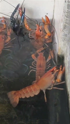 Crayfish Farming #shortvideo