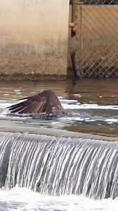 Hunting Eagle #birdsofafeatherflocktogether #birds | Amazing Eagle
