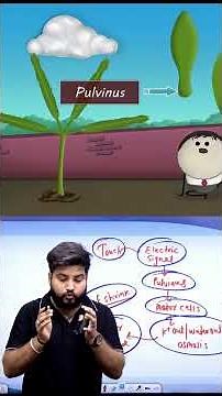 Why do touch-me-not plant leaves shrink when touched?? #science #knowledge #facts #botany #gk
