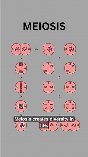 What is Meiosis ? | This Is How Genetic Diversity Happens | Cells That Create Diversity