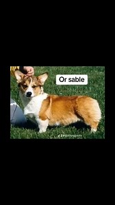 Pembroke Welsh Corgi AKC BREED STANDARD colors and coat. #dogbreeds #dogbreeding #ethicalbreeding #adoptorshopresponsibly #pembrokewelshcorgi #breedstandards #corgi | Goldenagoutis - Thetwoagoutis